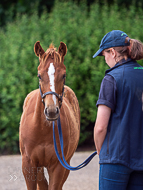 KS300622-83 - Cupboard Love's foal by Territories